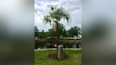 N.S. community planted 7 palm trees as an experiment. None of the trees survived