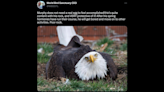 Bald eagle at Missouri sanctuary is incubating a rock. ‘We wish him the best of luck’