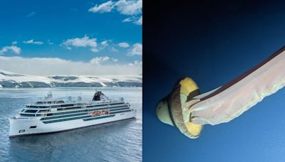 A luxury Viking cruise ship helped scientists encounter the rarely-seen giant phantom jellyfish