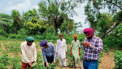 The Tribune Impact: 128 surveillance teams formed to check pest attack on cotton crop