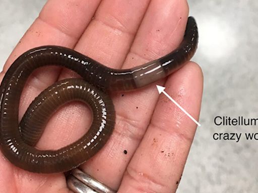 These hungry, ‘muscular’ snake worms are ‘widespread’ in New Hampshire