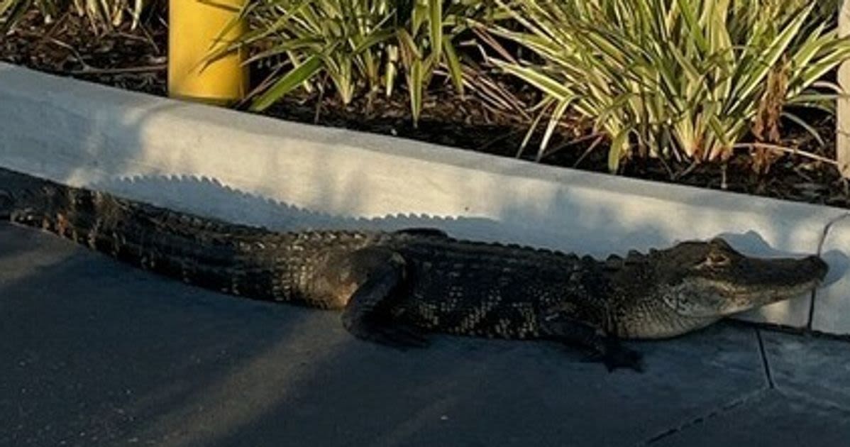 Alligator Thrown Out Of Starbucks Drive-Thru