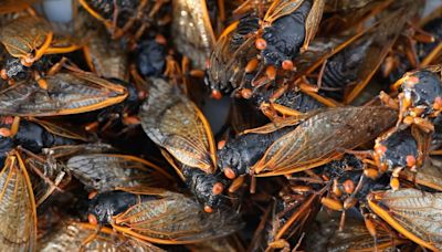 Emerging Cicadas Have Something to Sing About