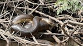 Hallan nueva especie de serpiente gigante en la Amazonía ecuatoriana. ¿Cuánto midió?