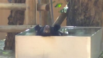 熱!壽山動物園黑熊泡水消暑 可愛坐姿"像工讀生"