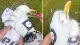 Golfers free seagull from nets before reviving it with the best Greggs pasty