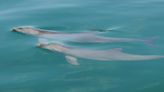 Male dolphins ‘use social play to hone mating skills years before they mature’