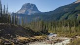 Un estudio sobre la reforestación concluye que el cambio climático "favorece el potencial invasor de la arizónica"