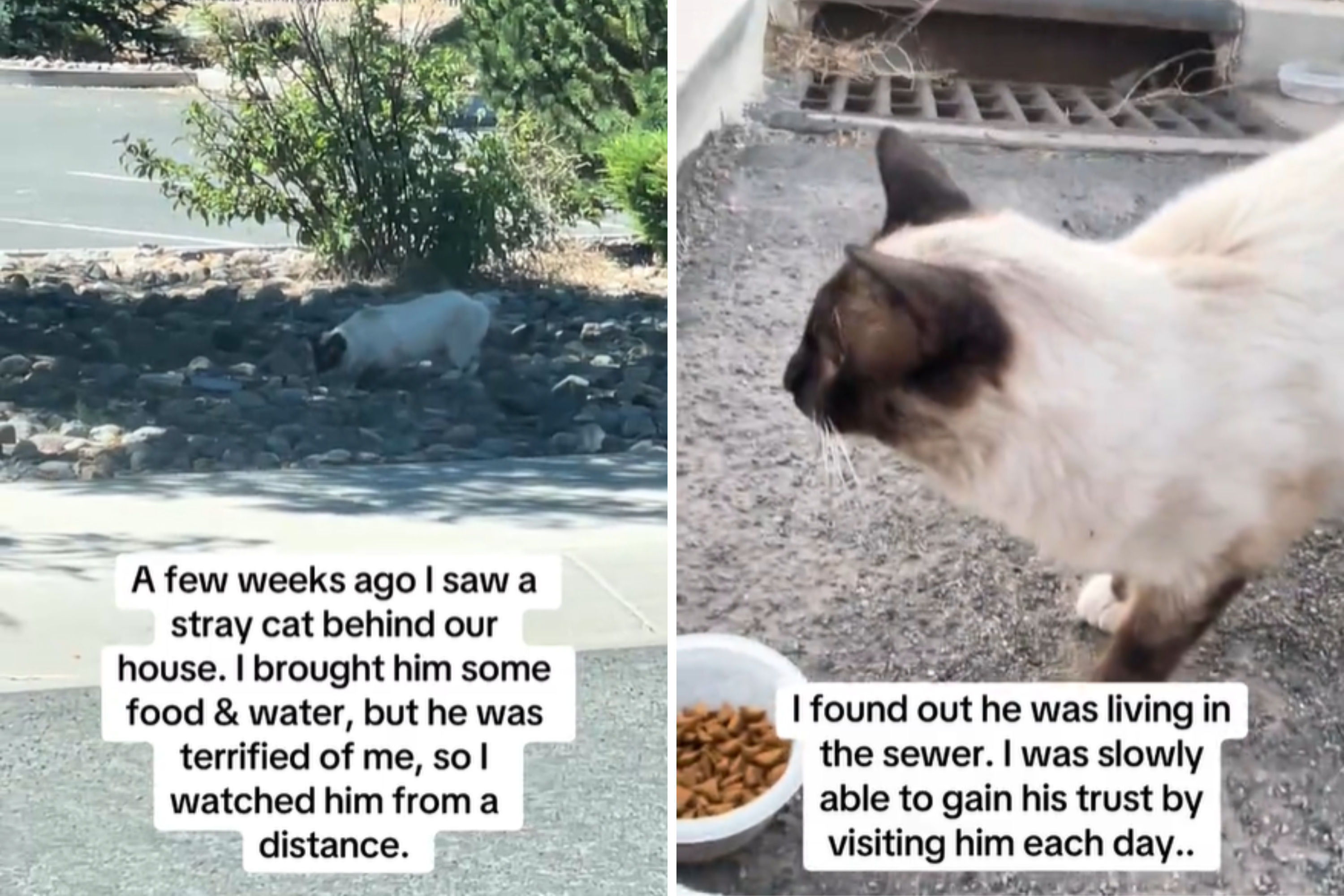 Stray cat living in heartbreaking conditions follows woman home, now family