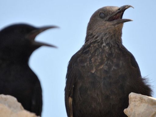 Scientists Have Revealed This Incredibly Human-Like Trait In Crows