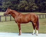 Secretariat (horse)