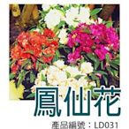 *滿1200免運*【LD031】DIY種子栽種 成就滿滿~鳳仙花 【園丁花圃】