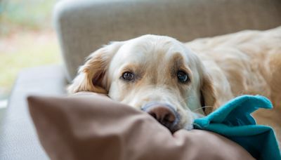 Golden Retriever Spooks Himself and Chihuahua Sibling As He Wakes Up From Wild Dream