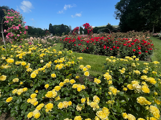 National Rose Month at Hershey Gardens