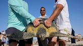 In United Arab Emirates, struggling sea turtles get a helping hand