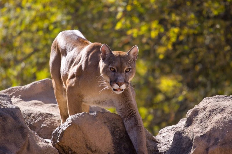 First North American case of ‘staggering disease’ found in Colorado mountain lion