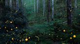 Word from the Smokies: Fireflies are surprisingly diverse