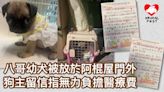 八哥幼犬被放於阿棍屋門外 狗主留信件指無力負擔醫療費