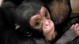 Baby Chimp Who Melted His Mother's Heart In Viral Video Is Found Dead In Her Arms