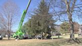 Tennessee Capitol Christmas tree harvested in Springfield