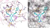 A better COVID treatment for the immunocompromised? Researchers create a non-toxic potential alternative to Paxlovid