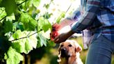 Exploring Pet-Friendly Wineries: Types, Locations, and More