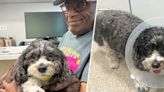 Al Roker reveals his dog Pepper underwent emergency surgery