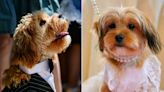 Canine Couple Barks 'I Do' at N.Y.C Dog Wedding by Celebrity Event Designer Amanda Orso