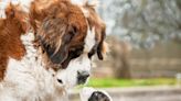 St. Bernards' Gentle Sniffs While Meeting New Puppy Sister Are Everything