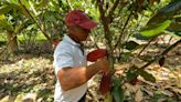 Agricultores de Centroamérica aumentan la productividad con un cultivo sostenible de cacao