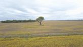Alarmante estudio: la Argentina perdió 7,6 millones de hectáreas de vegetación en los últimos 25 años