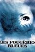 Les fougères bleues