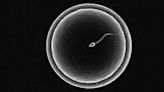 How Can You Part With the Embryo That Could Have Been Your Child?