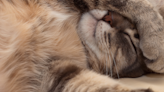 Guia completo: tipos de pelagem de gatos e como cuidar delas - Imirante.com