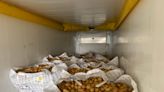 Act of spud-toneity: Amarillo charity to give away 50,000 pounds of donated potatoes