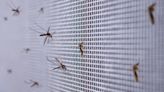 World Health Organization sounds alarm as cases of mosquito-borne illness hit new record: 'We are definitely worried'