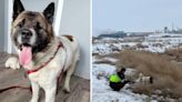 "Hero" Dog Fights Off Coyotes To Save Owner Stranded For 2 Nights In Frigid Temperatures