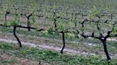 La granizada de este sábado arrasa la cosecha de 1.500 hectáreas de viñedos del Alt Penedès