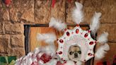 Glam Chihuahua Overcomes Anxiety By Wearing Custom Gowns and Competing in Dog Pageants