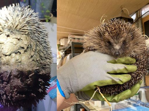 Frozen Hope the hedgehog released back into wild