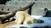 Prague zoo's icy solution for summer heat