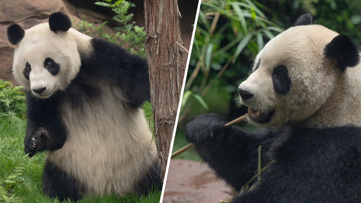 Here's the official date to see the giant pandas next month at San Diego Zoo