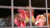 Brasil segue livre de gripe aviária após resultados negativos para 3 casos suspeitos