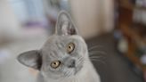 New study reveals the longest-living cat breeds (plus the things that decrease life expectancy)