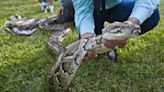 The Everglades python hunt is on! Snakes to be stalked in August. The prize is a lot bigger