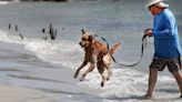 Dogs-on-the-beach debate continues: 5 things to know about possible changes to canine ban.