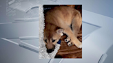 Puppy stolen from Madison pet store returned, woman arrested