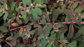 This weed is happy almost anywhere, including sidewalk cracks | Mystery Plant