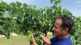 Florida wine on the rise: UF scientists bringing more grapes to the Sunshine State