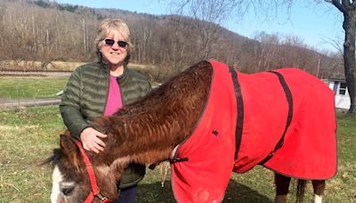 Waverly horse still 'Sassy' — and enjoying newfound celebrity — at 41 years old